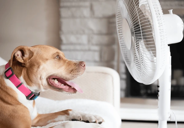 Els Gossos i la Calor d’Estiu — Com Protegir-los del Cop de Calor