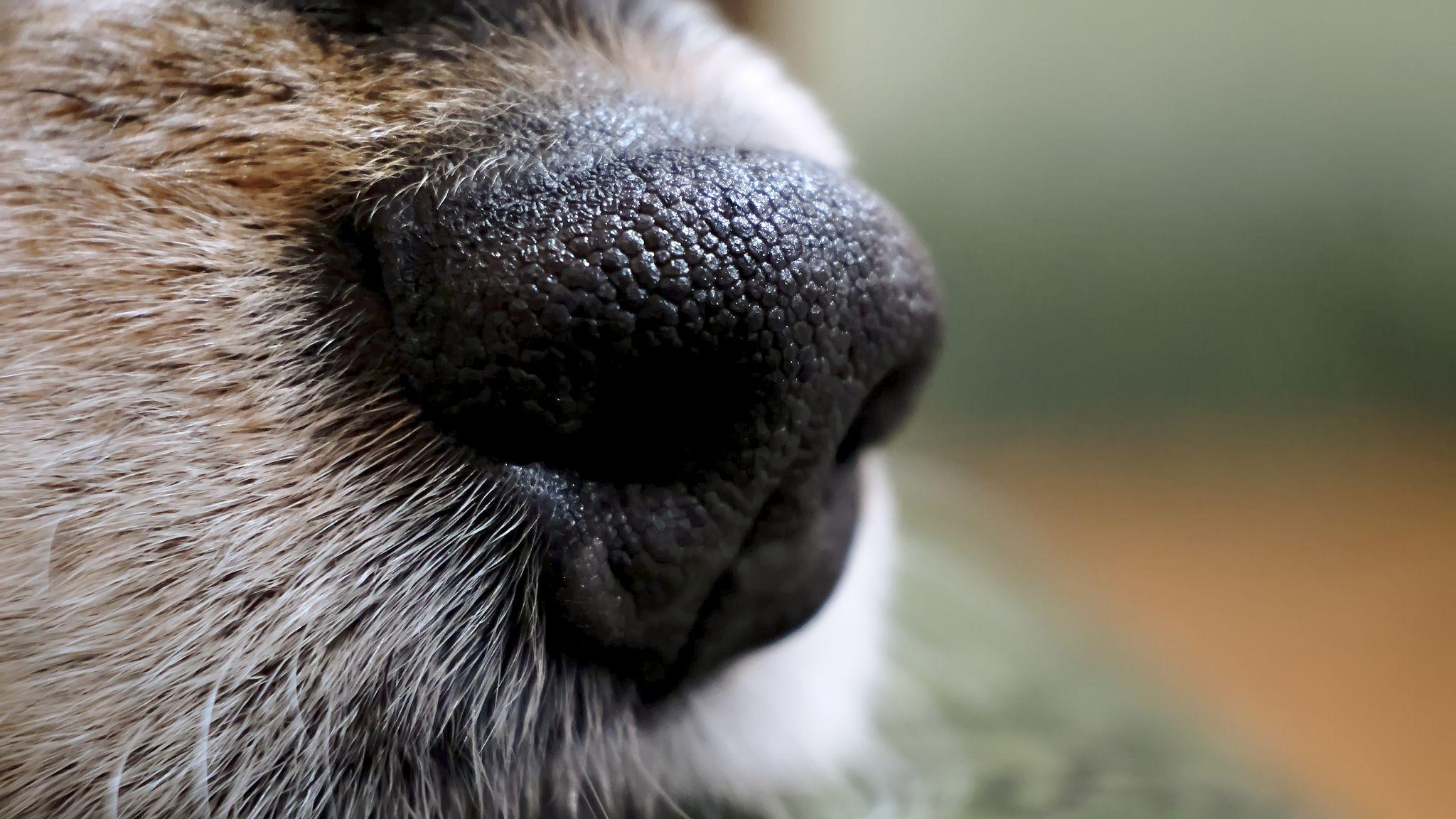 Gossos que detecten malalties: intuïció o ciència?